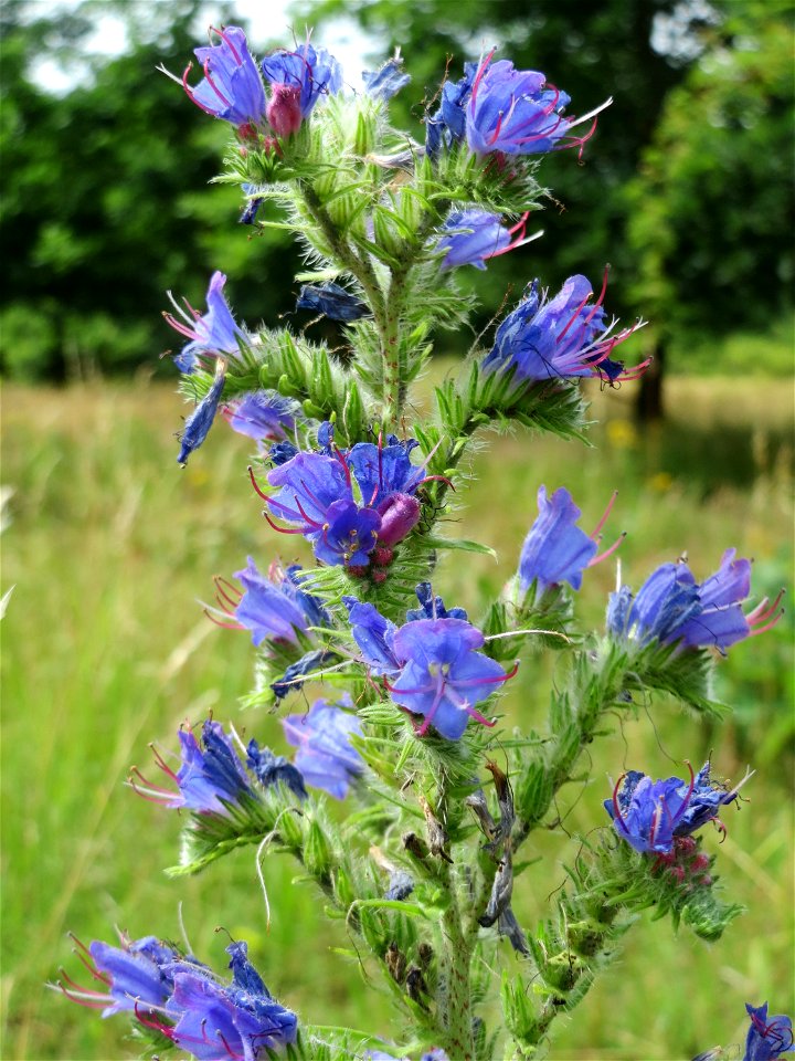 Gewöhnlicher Natternkopf (Echium vulgare) im Naturschutzgebiet Gewann Frankreich-Wiesental