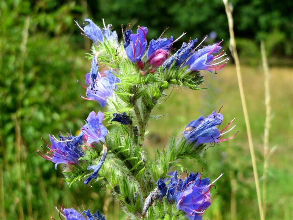 Natternkopf (Echium vulgare) im Naturschutzgebiet Gewann Frankreich-Wiesental