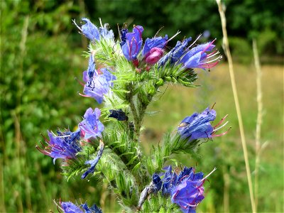 Natternkopf (Echium vulgare) im Naturschutzgebiet Gewann Frankreich-Wiesental
