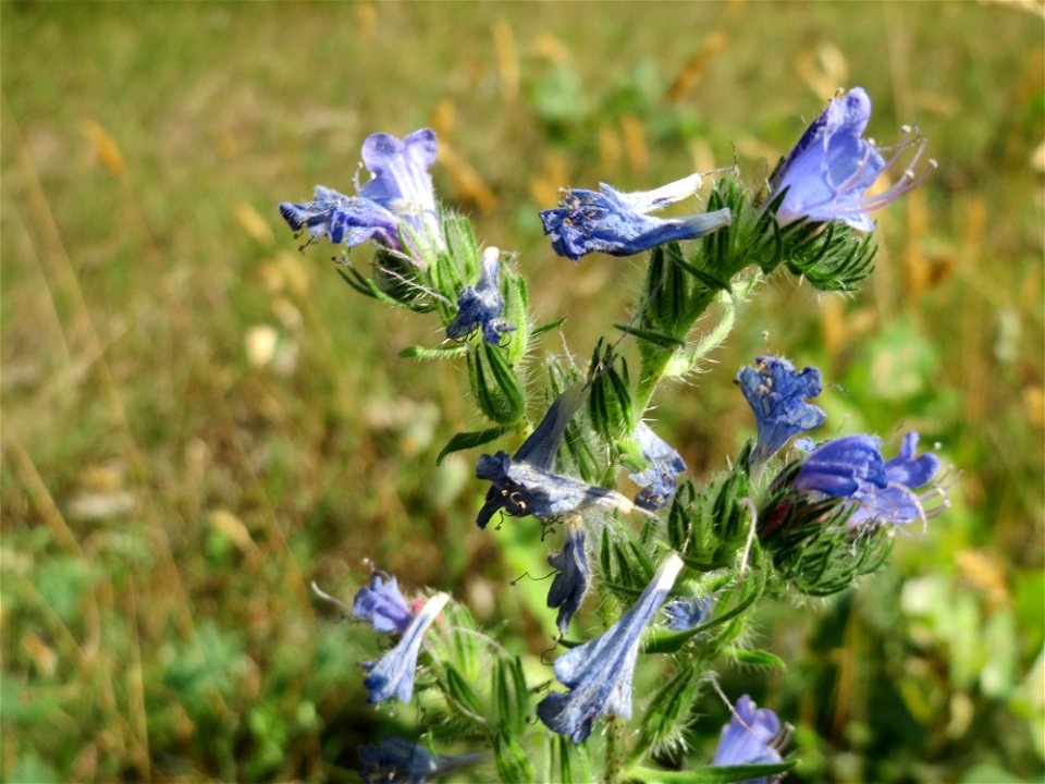 Gewöhnlicher Natternkopf (Echium vulgare) im Schwetzinger Hardt