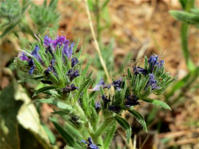 Gewöhnlicher Natternkopf (Echium vulgare) in Hockenheim-Talhaus