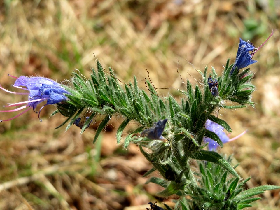 Gewöhnlicher Natternkopf (Echium vulgare) in Hockenheim-Talhaus