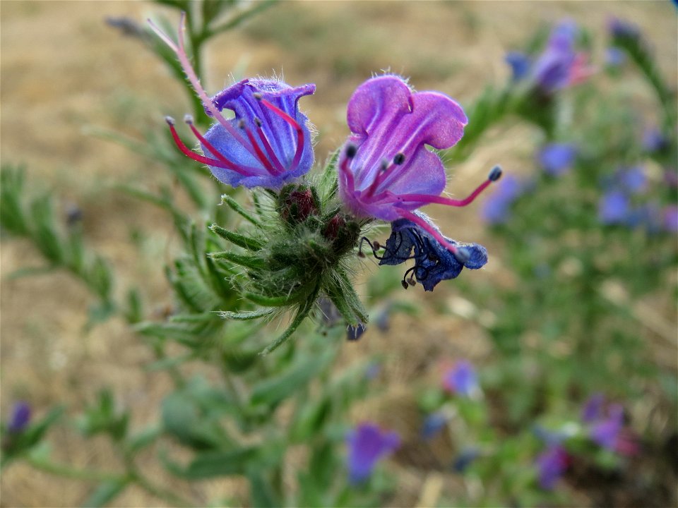 Natternkopf (Echium vulgare) an der Elisabethenstraße bei Wiesbaden