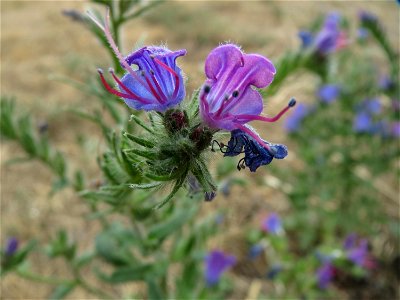 Natternkopf (Echium vulgare) an der Elisabethenstraße bei Wiesbaden
