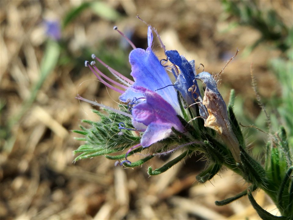 Gewöhnlicher Natternkopf (Echium vulgare) in Hockenheim
