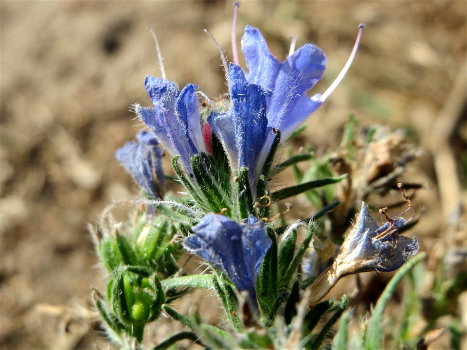 Natternkopf (Echium vulgare) in Hockenheim