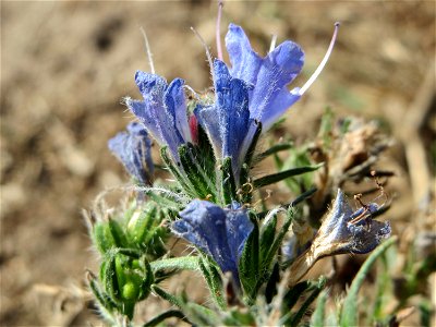 Natternkopf (Echium vulgare) in Hockenheim