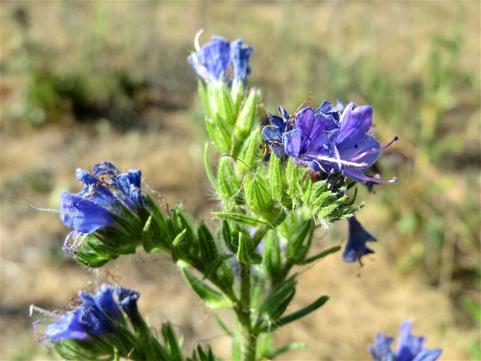 Natternkopf (Echium vulgare) in Hockenheim