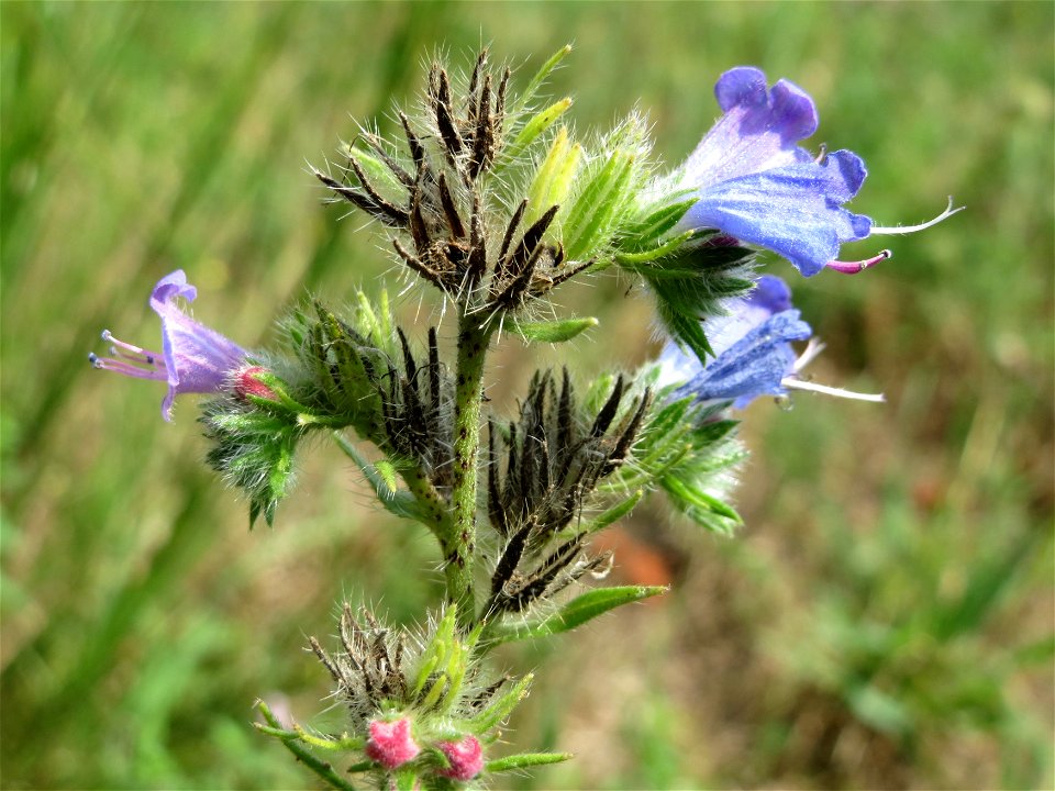 Gewöhnlicher Natternkopf (Echium vulgare) am Schalkenmehrener Maar