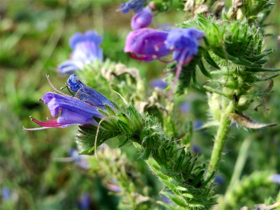 Gewöhnlicher Natternkopf (Echium vulgare) in Schalkenmehren