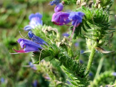 Gewöhnlicher Natternkopf (Echium vulgare) in Schalkenmehren