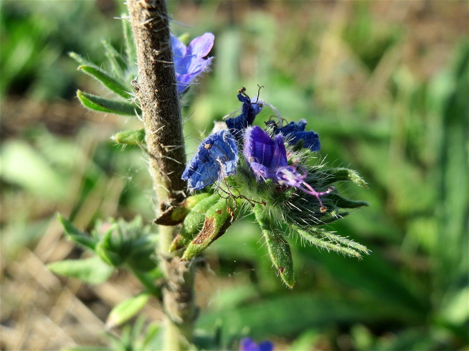 Gewöhnlicher Natternkopf (Echium vulgare) bei Hockenheim