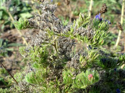 Gewöhnlicher Natternkopf (Echium vulgare) bei Hockenheim