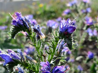 Gewöhnlicher Natternkopf (Echium vulgare) am Bahnhof Bruchmühlbach-Miesau