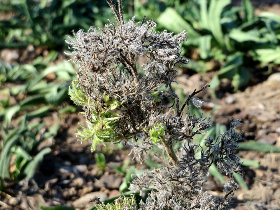 Gewöhnlicher Natternkopf (Echium vulgare) bei Hockenheim