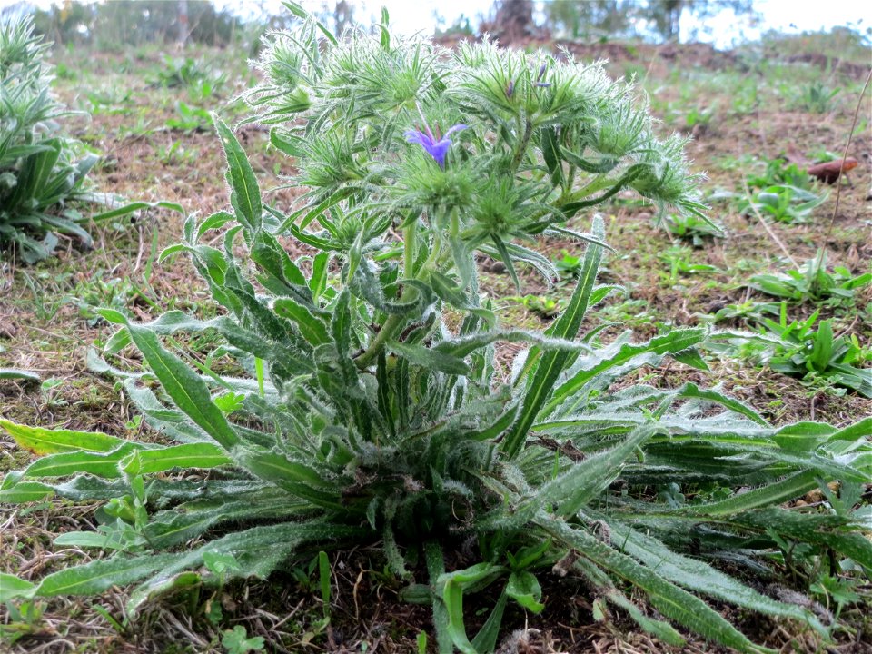 Gewöhnlicher Natternkopf (Echium vulgare) in Hockenheim
