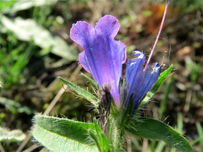 Gewöhnlicher Natternkopf (Echium vulgare) im Schwetzinger Hardt