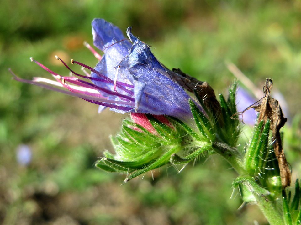 Gewöhnlicher Natternkopf (Echium vulgare) in der Schwetzinger Hardt