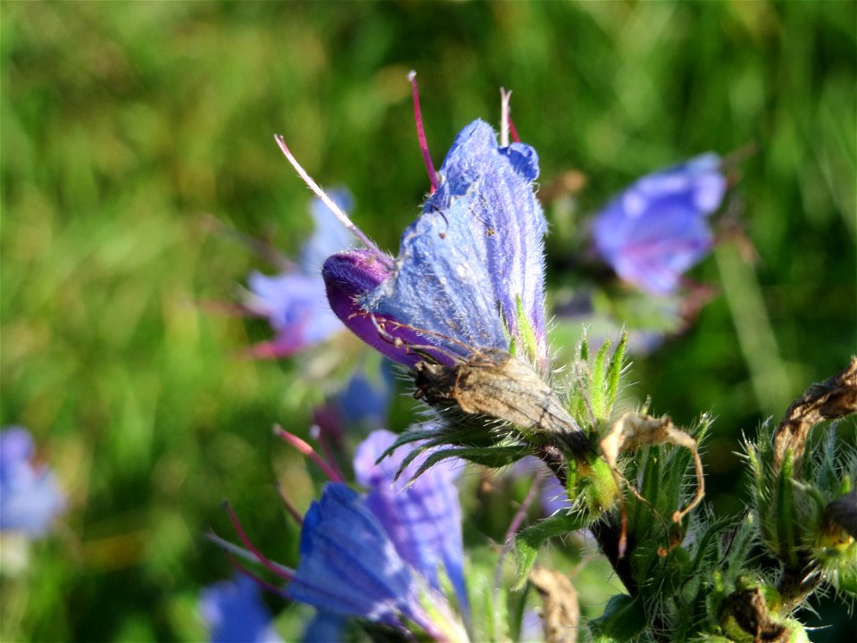 Gewöhnlicher Natternkopf (Echium vulgare) bei Hockenheim