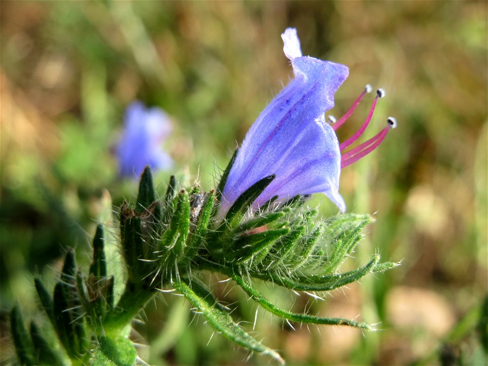 Gewöhnlicher Natternkopf (Echium vulgare) an den Oftersheimer Dünen