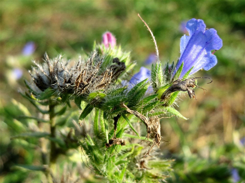Natternkopf (Echium vulgare) an den Oftersheimer Dünen