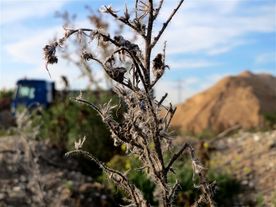 Gewöhnlicher Natternkopf (Echium vulgare) in Hockenheim-Talhaus