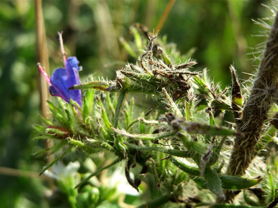 Gewöhnlicher Natternkopf (Echium vulgare) in Hockenheim-Talhaus