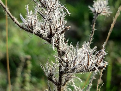 Gewöhnlicher Natternkopf (Echium vulgare) in Hockenheim-Talhaus