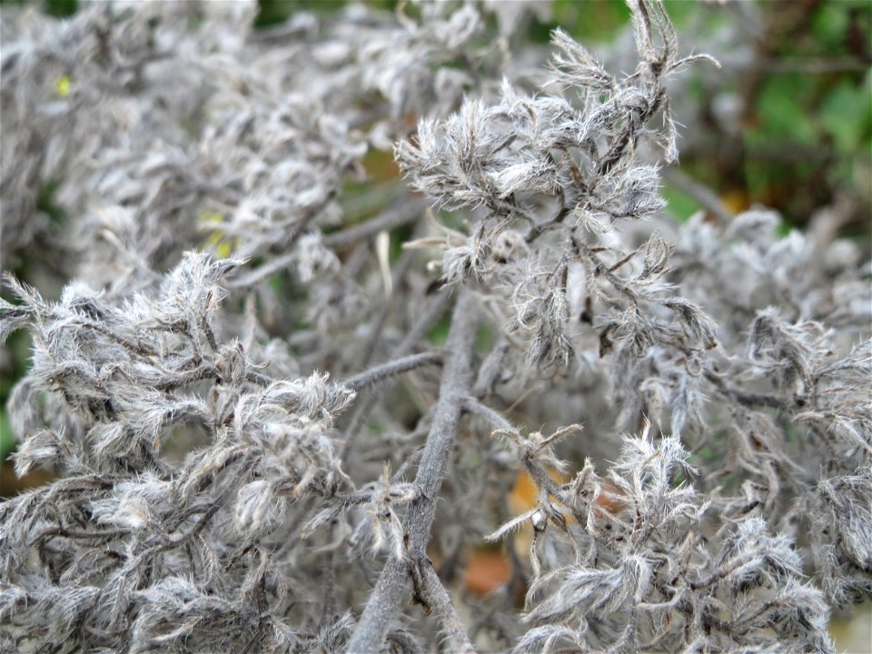 Gewöhnlicher Natternkopf (Echium vulgare) in Hockenheim-Talhaus