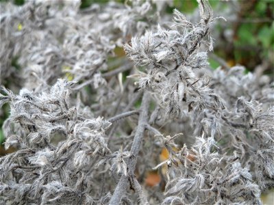 Gewöhnlicher Natternkopf (Echium vulgare) in Hockenheim-Talhaus