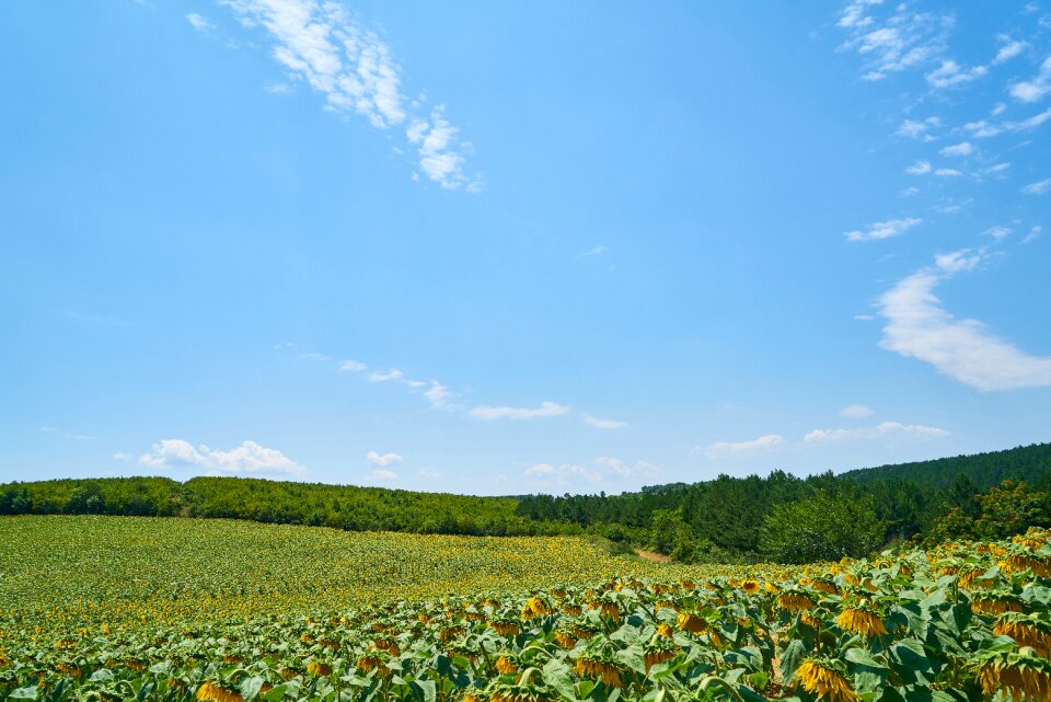 Field sky environmental
