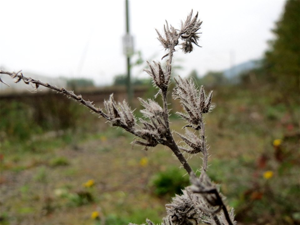 Gewöhnlicher Natternkopf (Echium vulgare) am Bahnhof Bruchmühlbach-Miesau