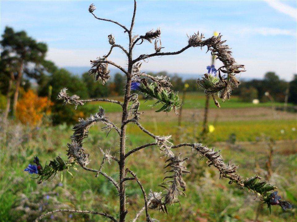 Natternkopf (Echium vulgare) an den Oftersheimer Dünen