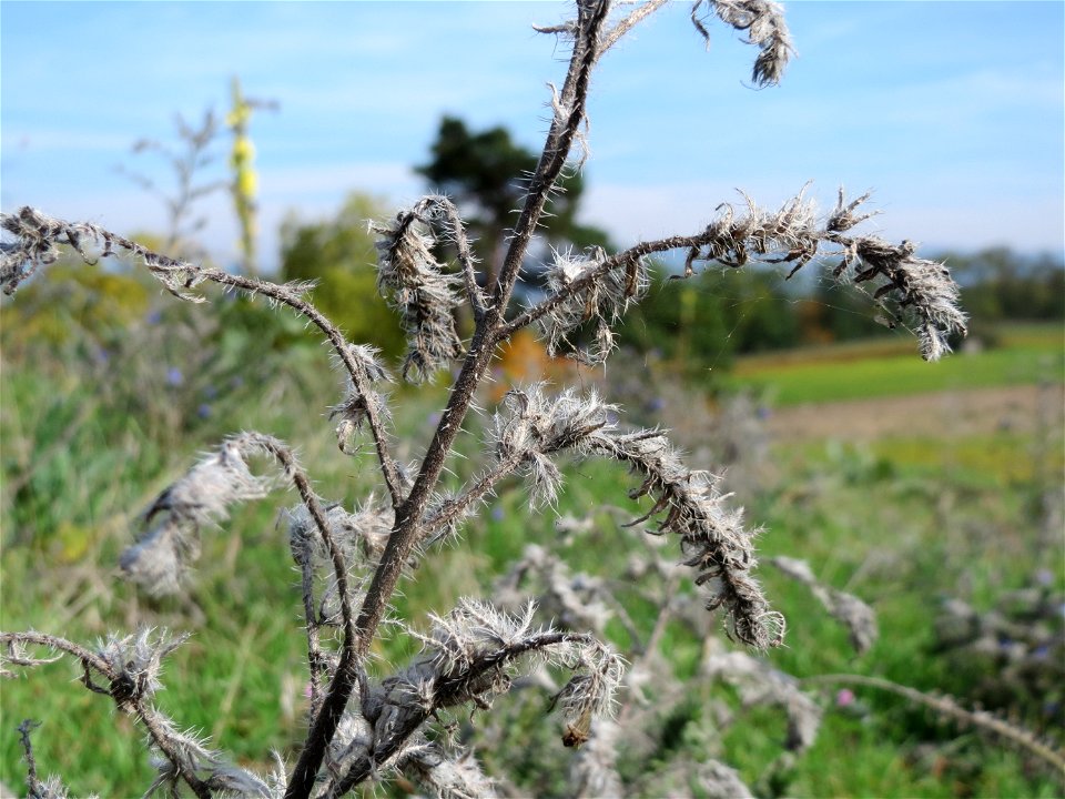 Natternkopf (Echium vulgare) an den Oftersheimer Dünen