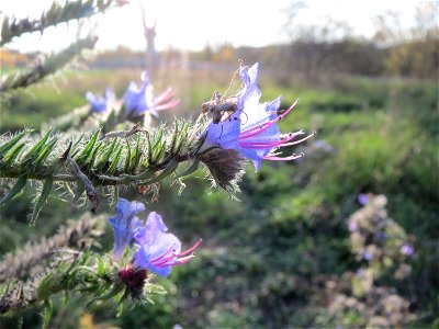 Gewöhnlicher Natternkopf (Echium vulgare) in Hockenheim