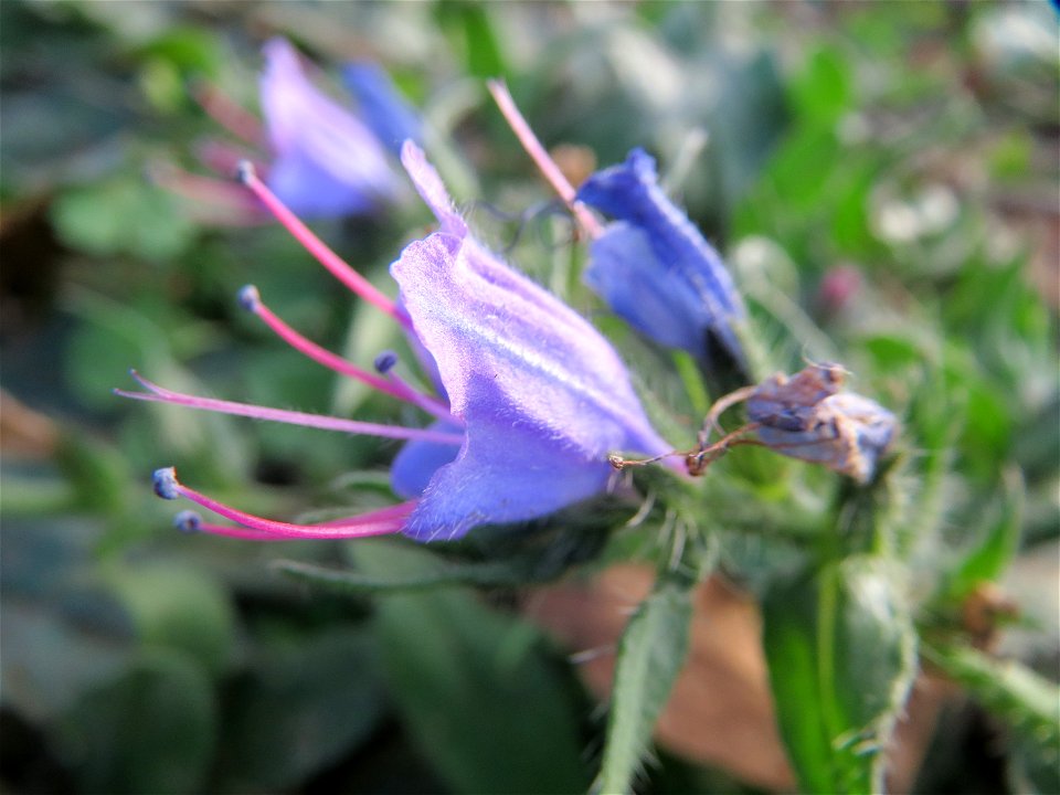 Gewöhnlicher Natternkopf (Echium vulgare) in Hockenheim