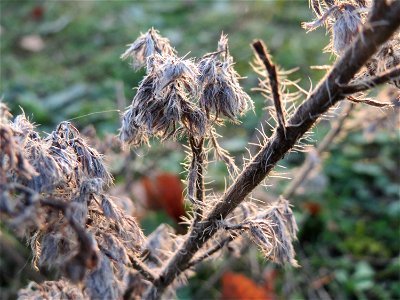 Gewöhnlicher Natternkopf (Echium vulgare) in Hockenheim