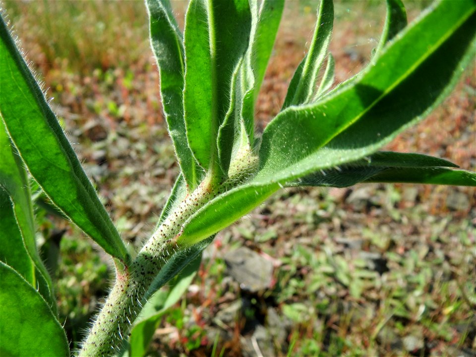 Gewöhnlicher Natternkopf (Echium vulgare) in Bruchmühlbach-Miesau