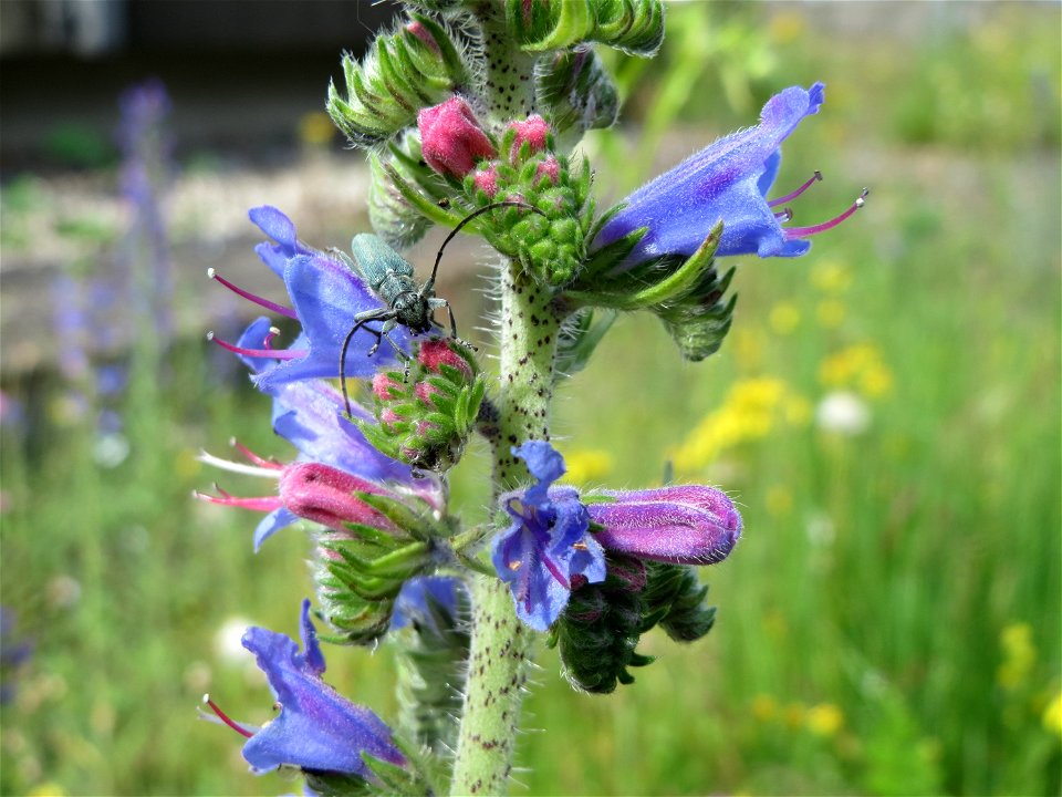 Gewöhnlicher Natternkopf (Echium vulgare) in Bruchmühlbach-Miesau