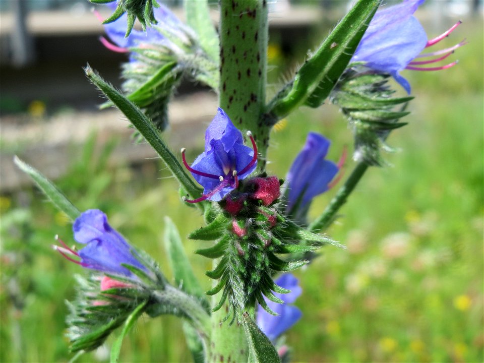 Gewöhnlicher Natternkopf (Echium vulgare) in Bruchmühlbach-Miesau