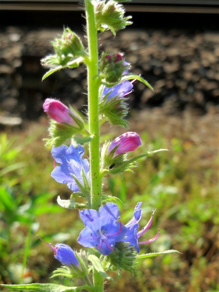 Gewöhnlicher Natternkopf (Echium vulgare) an der Bahnstrecke Mannheim-Karlsruhe im Schwetzinger Hardt