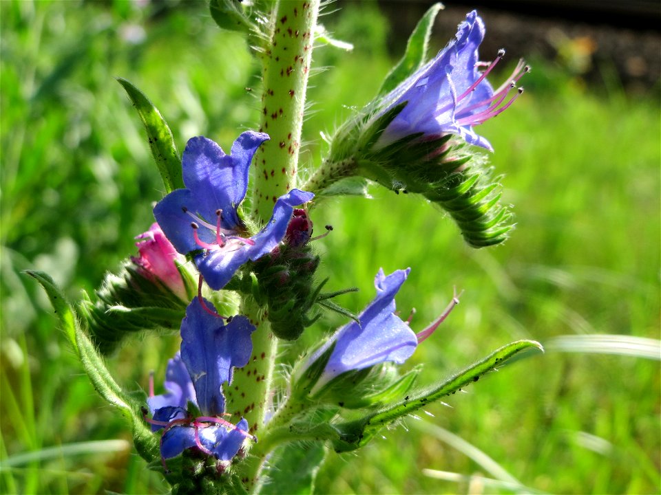 Gewöhnlicher Natternkopf (Echium vulgare) an der Bahnstrecke Mannheim-Karlsruhe im Schwetzinger Hardt