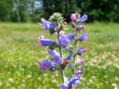 Gewöhnlicher Natterkopf (Echium vulgare) am Osthafen in Saarbrücken