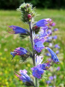 Gewöhnlicher Natterkopf (Echium vulgare) am Osthafen in Saarbrücken