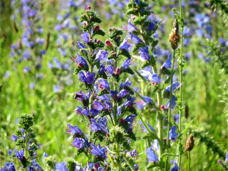 Gewöhnlicher Natternkopf (Echium vulgare) in Hockenheim