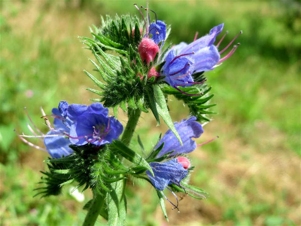 Gewöhnlicher Natternkopf (Echium vulgare) in Hockenheim