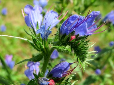Gewöhnlicher Natternkopf (Echium vulgare) in Hockenheim