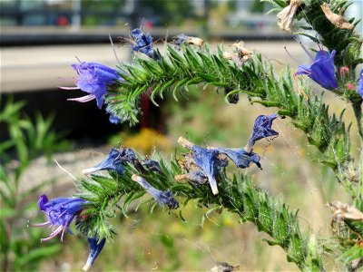 Gewöhnlicher Natternkopf (Echium vulgare) am Bahnhof Bruchmühlbach-Miesau