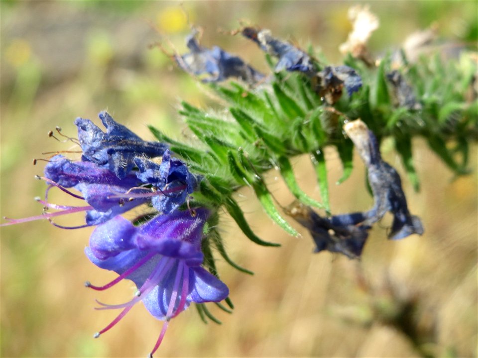 Gewöhnlicher Natternkopf (Echium vulgare) in Bruchmühlbach-Miesau