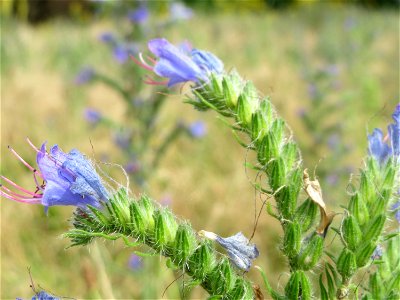 Gewöhnlicher Natternkopf (Echium vulgare) in Hockenheim